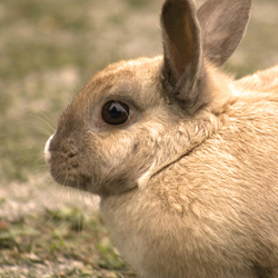 Rabbit_2