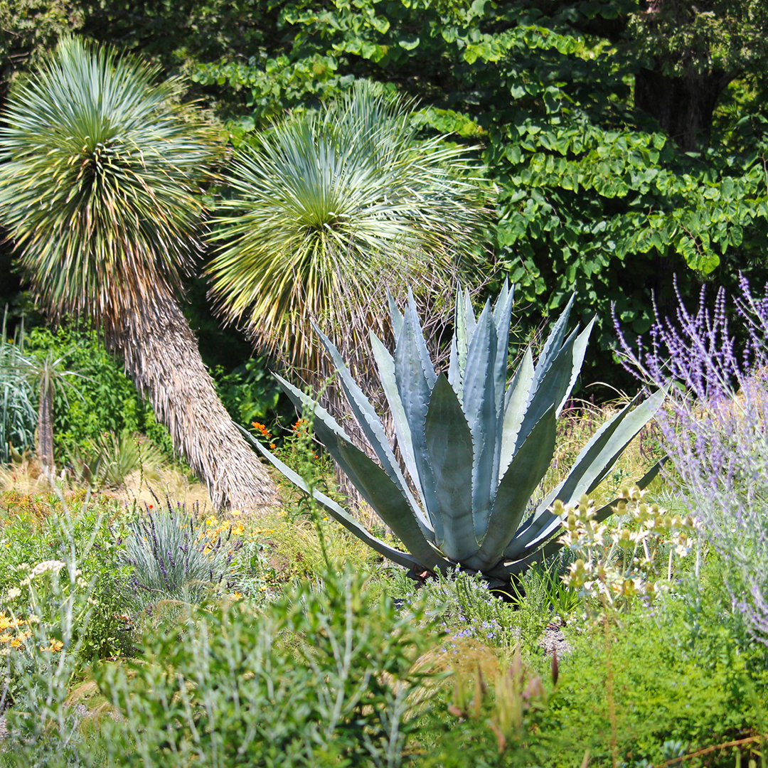 Xeriscape Landscaping