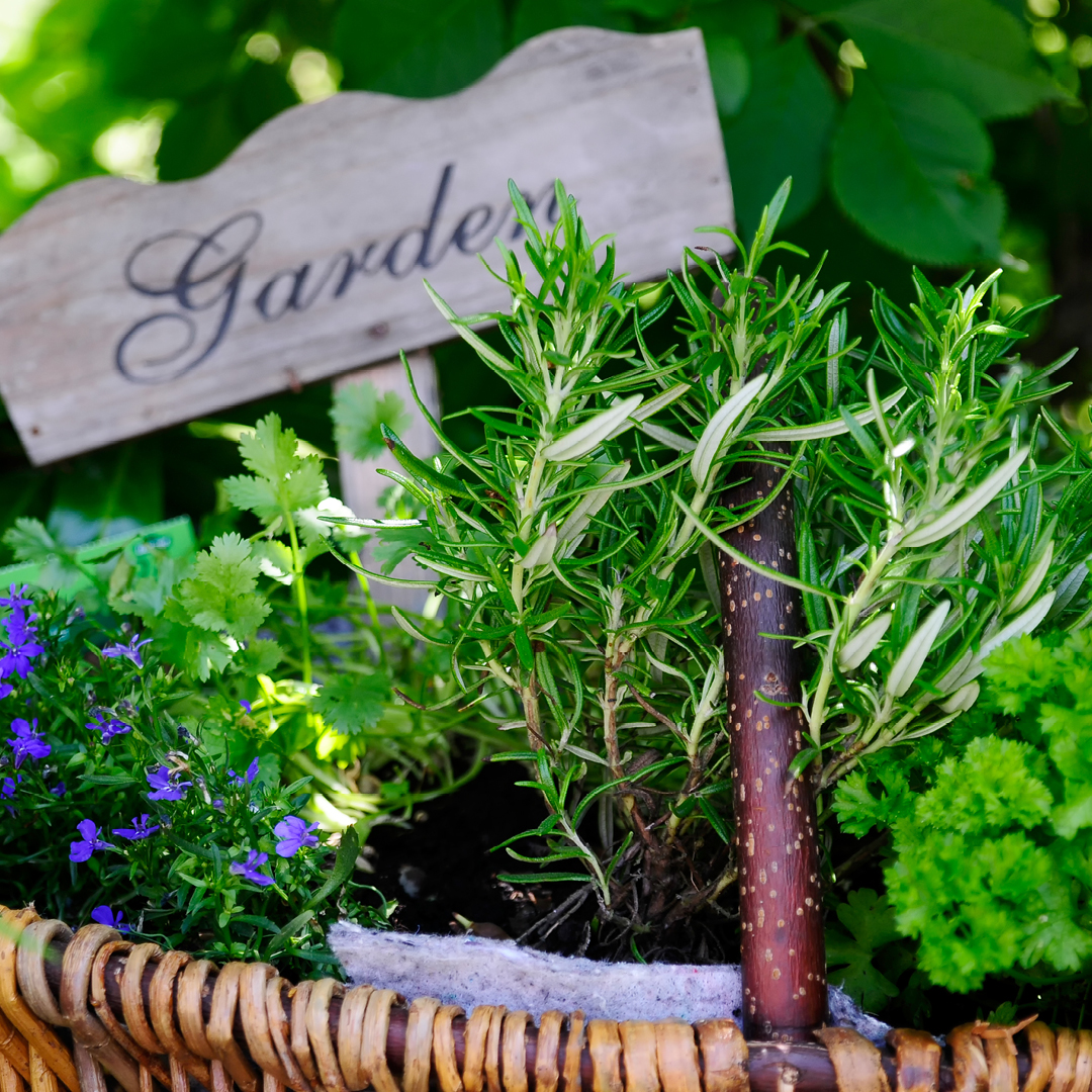 Insect Repellent Container Garden