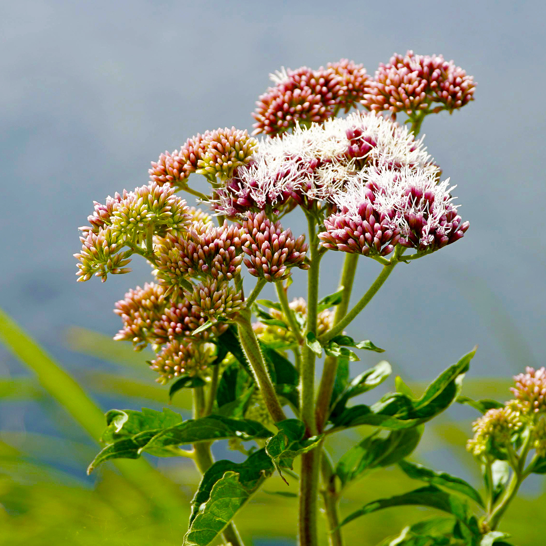 Joe Pye Weed