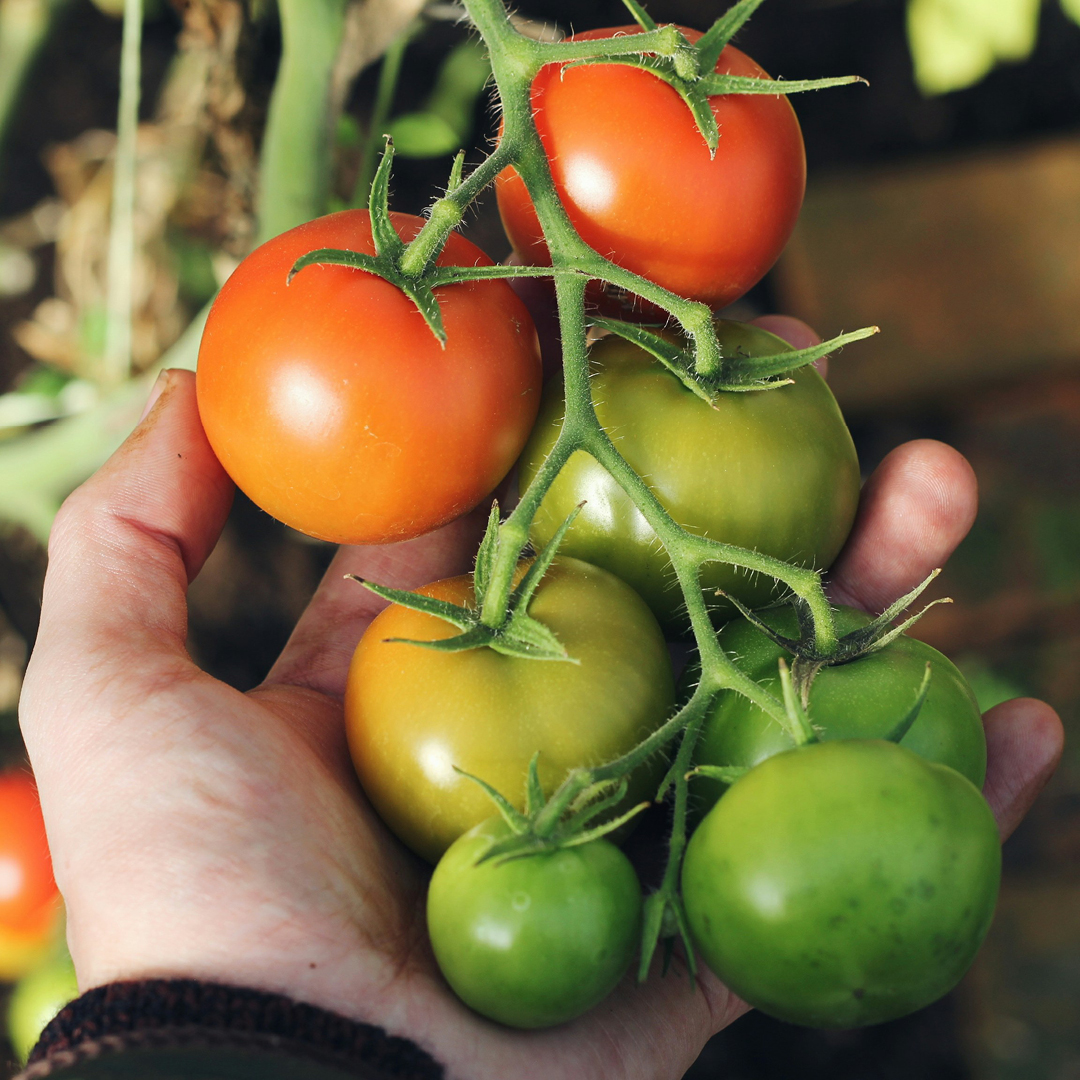 Veggie Garden Tips